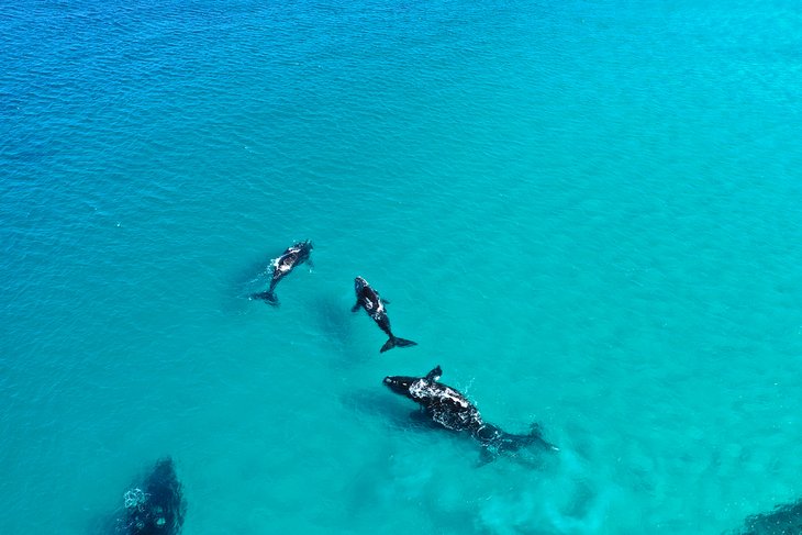 Whale-watching in Esperance