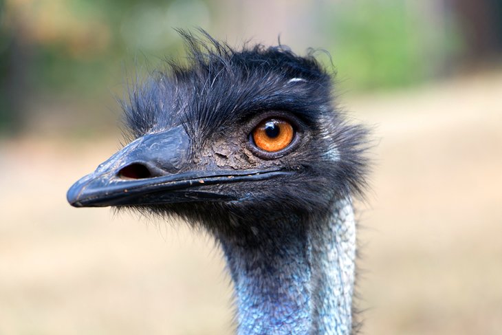 Emu