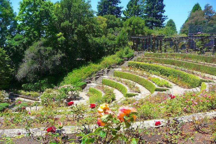 Berkeley Rose Garden