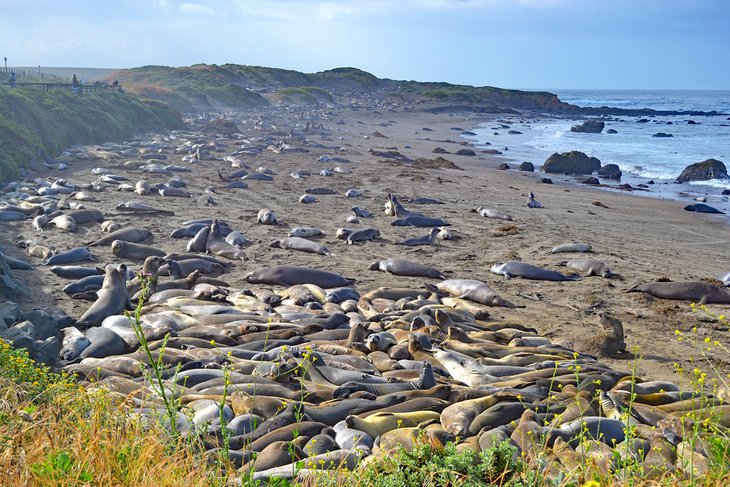 Elephant Seal Vista Point