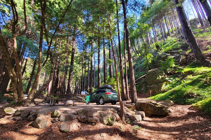 Redwood sites, Limekiln State Park