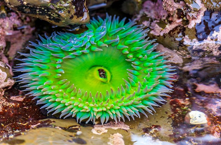 Anemone in the Fitzgerald Marine Reserve, Moss Beach