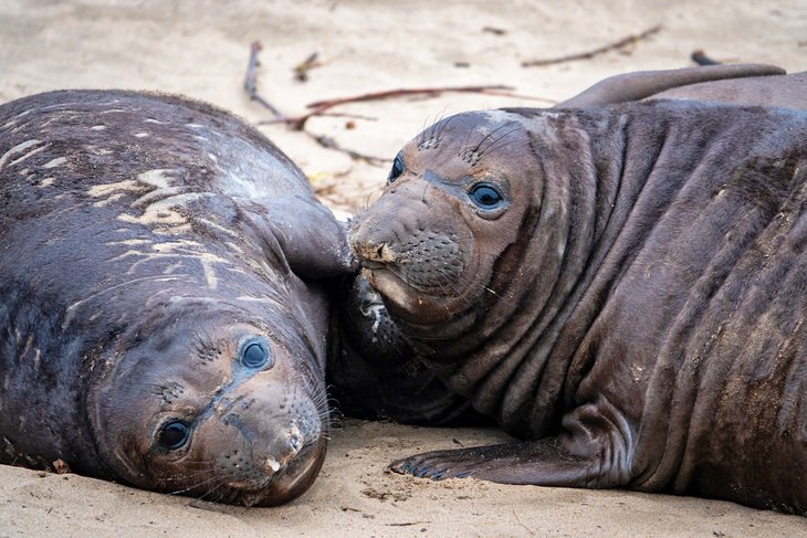Elephant seal pups at Año Nuevo State Park