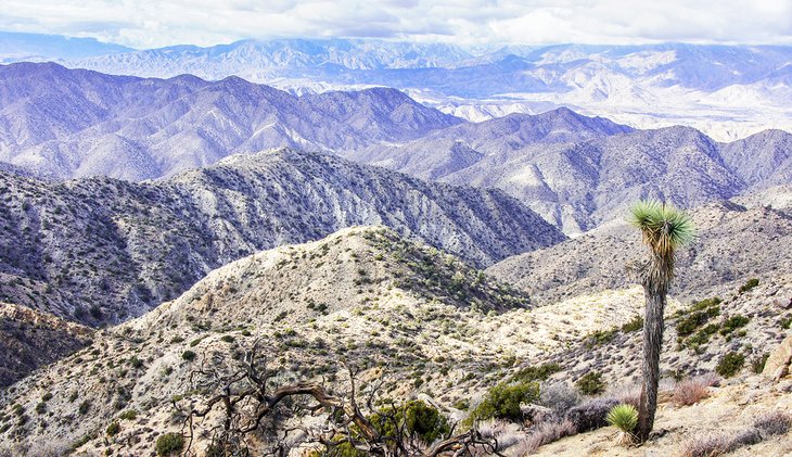 View over the Mojave Desert from Warren Peak