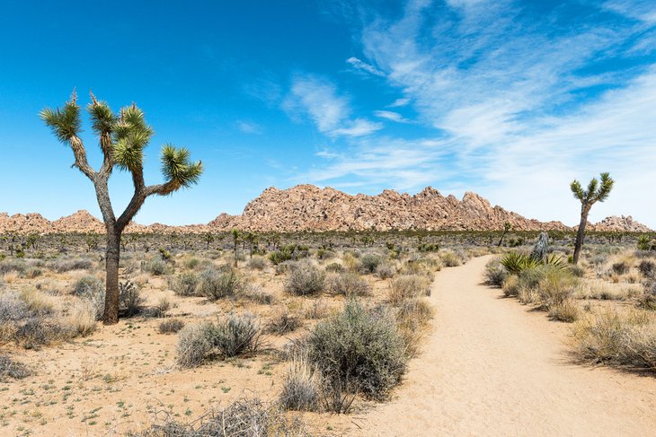 Willow Hole Trail in Joshua Tree National Park