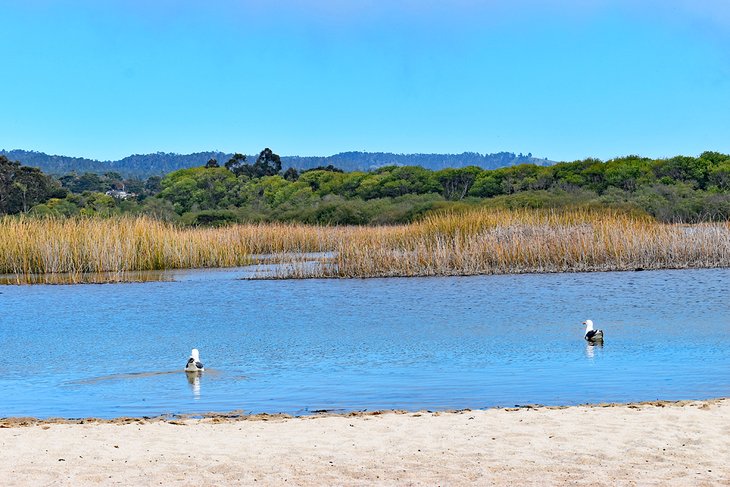 Carmel River State Beach