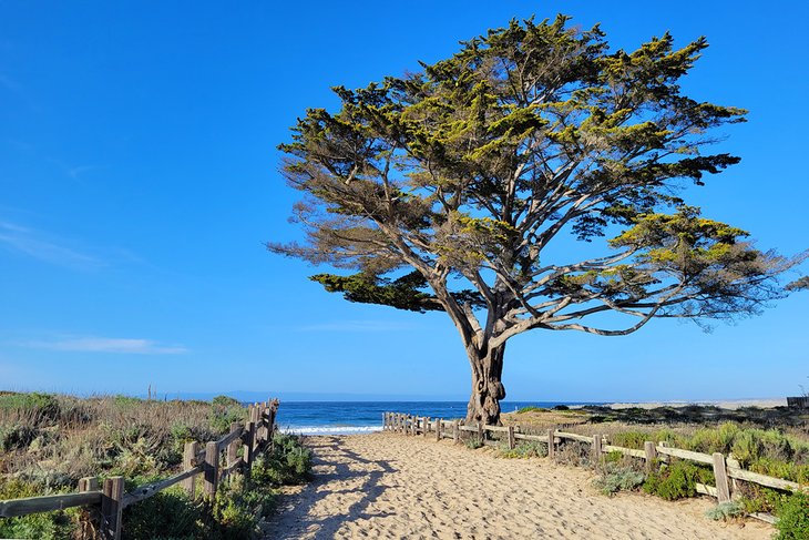 Windows on the Bay Beach, Monterey State Beach