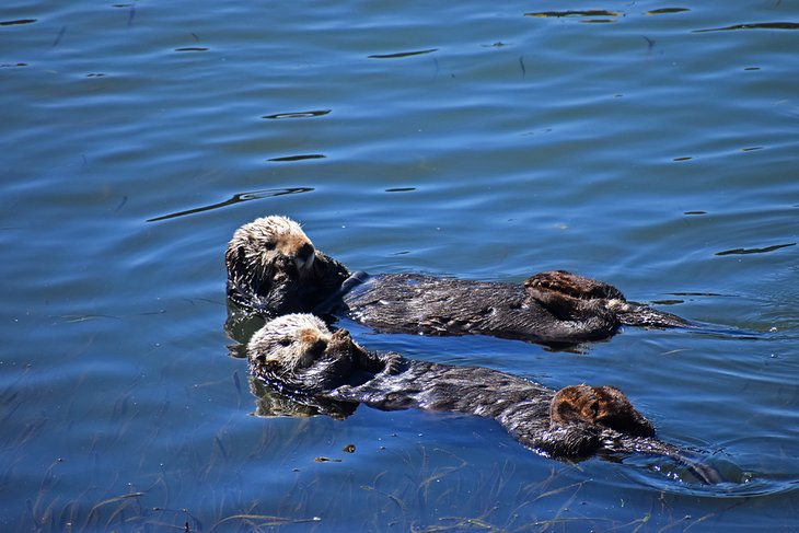 Sea otters in Morro Bay National Estuary