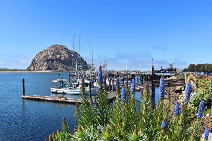 Flowers blooming at Morro Bay