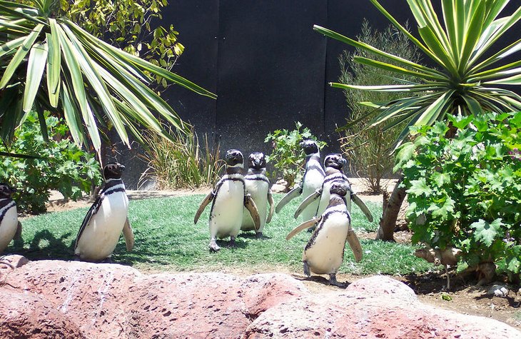 Penguins at SeaWorld in San Diego, CA