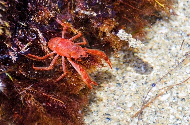 Red crab in a La Jolla tide pool