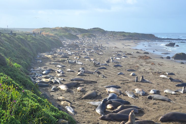 Piedra Blancas Elephant Seal Rookery