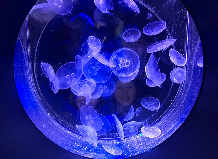Jellyfish at the Sea Center