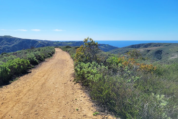 Laguna Coast Wilderness Park, next to Morro Canyon