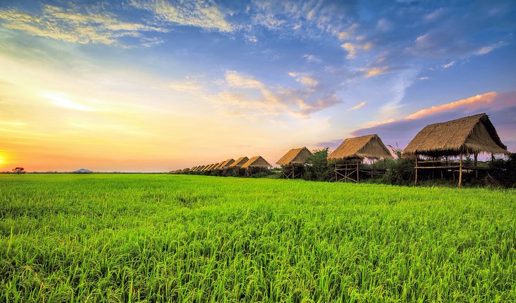 Rice fields in the Siem Reap countryside