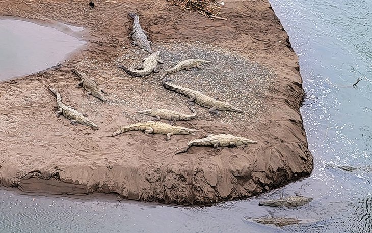 Crocodiles on the Tarcoles River below the Crocodile Bridge