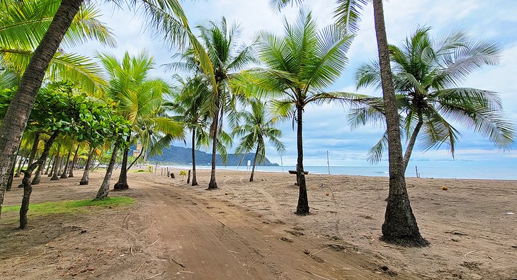 Palm trees on the beach in Jaco