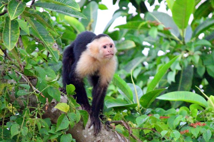 Capuchin monkey near Ojochal