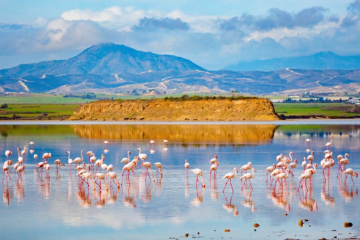 Flamingos in a Limassol salt lake