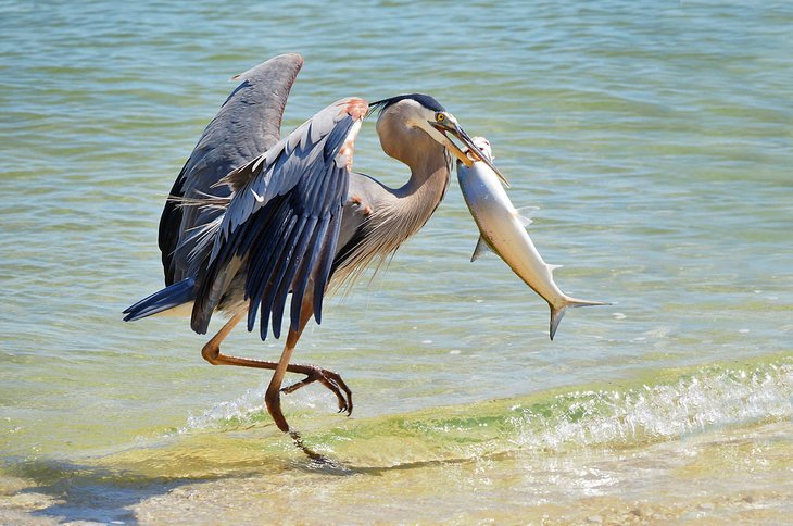 Great blue heron in Pensacola