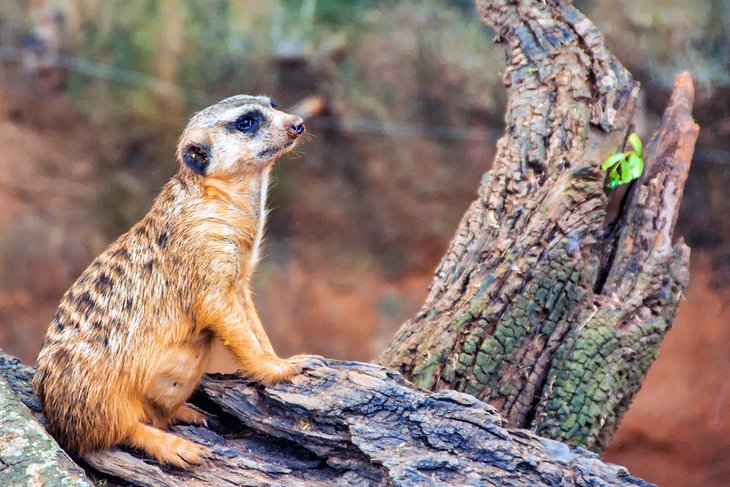 Meerkat at Busch Gardens Tampa