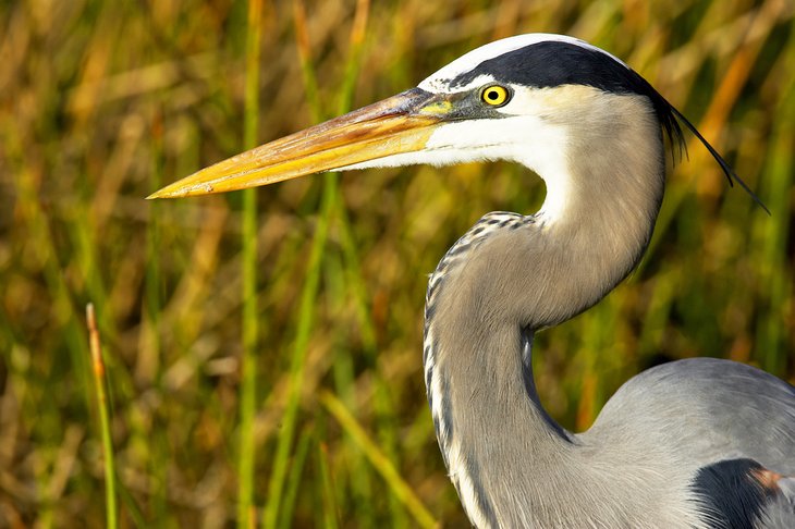 Great blue heron photographed on the Great Florida Birding and Wildlife Trail
