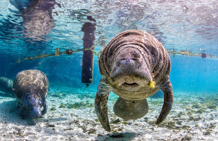 Manatees in a spring in Florida