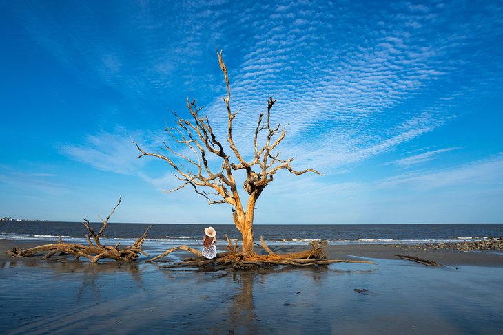 Driftwood Beach on Jekyll Island