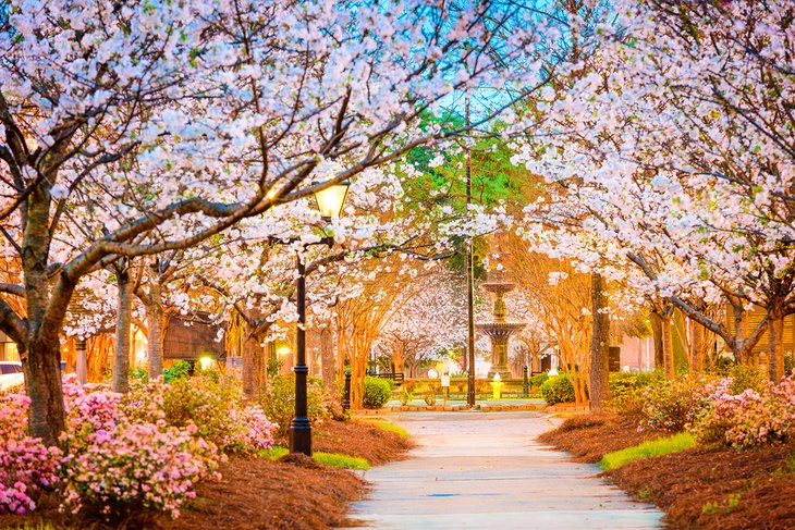 Cherry blossoms in Macon, Georgia