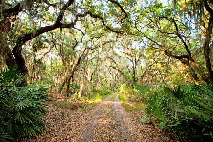 Little St. Simons Island