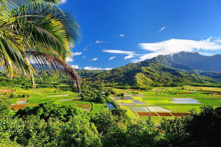 View of taro fields and Hanalei Valley from Hanalei Valley Lookout