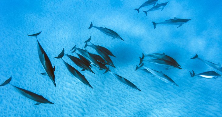 A pod of dolphins off the Island of Oahu