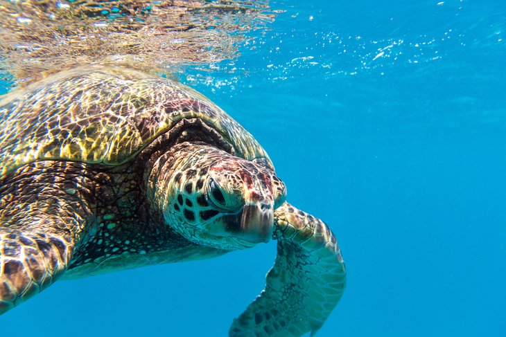 Snorkeler’s view of a sea turtle off Oahu