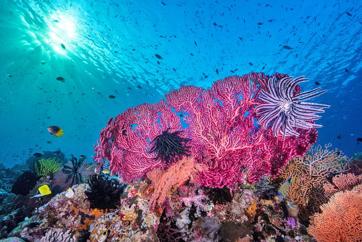 Wakatobi Marine National Park