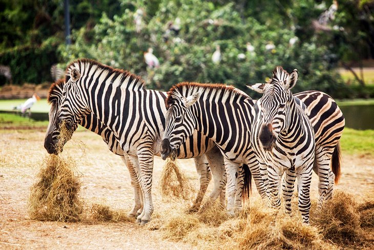 Jamaica en imágenes: 17 hermosos lugares para fotografiar