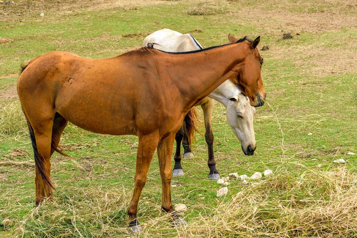 YS Estates Horse Farm