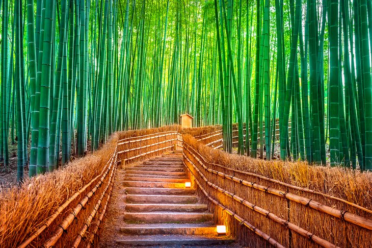 Arashiyama Bamboo Grove