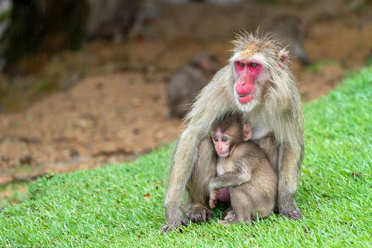 Arashiyama Monkey Park