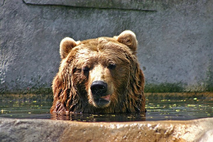 Brown Bear at the John Ball Zoo