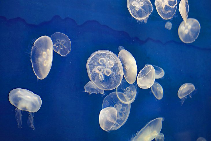 Jellyfish at the SEA LIFE Kansas City Aquarium