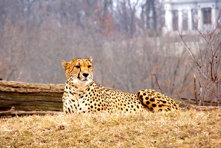 Cheetah at the Kansas City Zoo