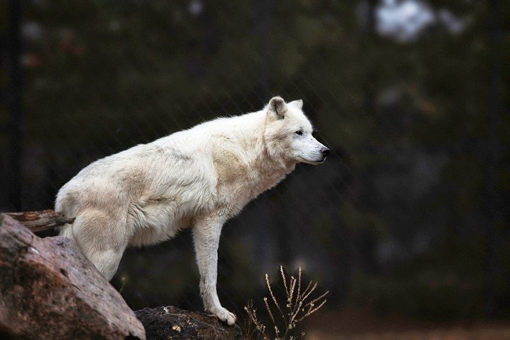 Wolf at the Grizzly and Wolf Discovery Center