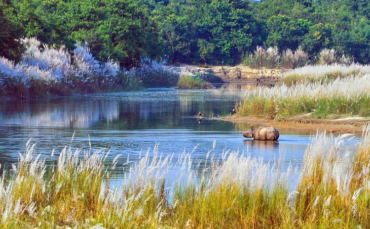 Rhinoceros in the Bardiya National Park, Nepal