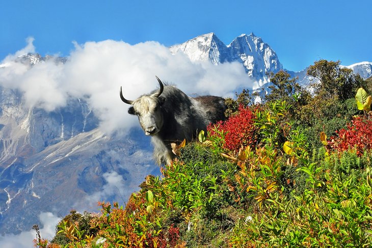 Yak in Sagarmatha National Park