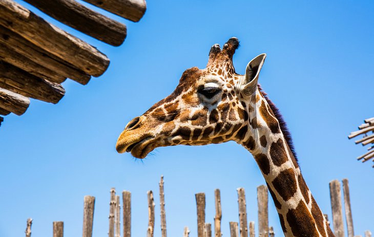 Giraffe at the ABQ BioPark