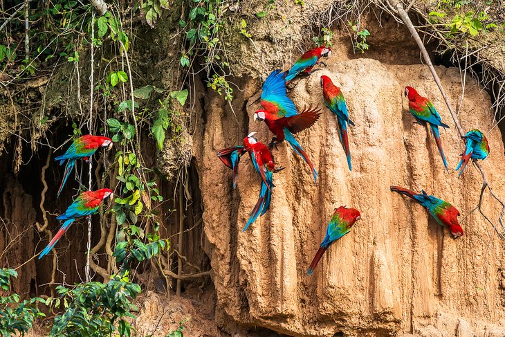 Scarlet macaws in the Tambopata National Reserve