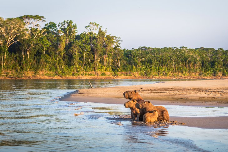 Capybaras in the Amazon rainforest in Manu National Park, Peru