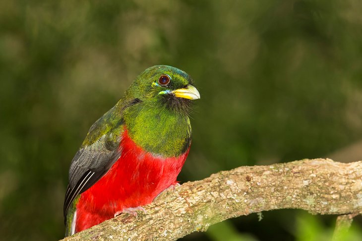 Narina trogons can be spotted in the Umtiza Nature Reserve