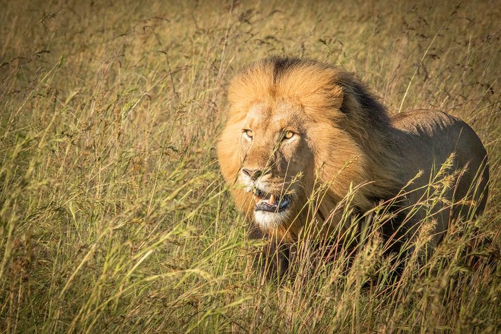 Male lion in the Nambiti Private Game Reserve