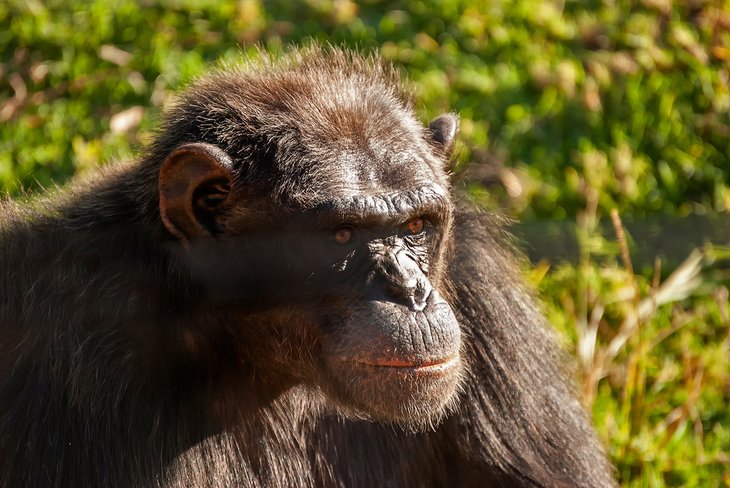 Chimp Eden, Mpumalanga